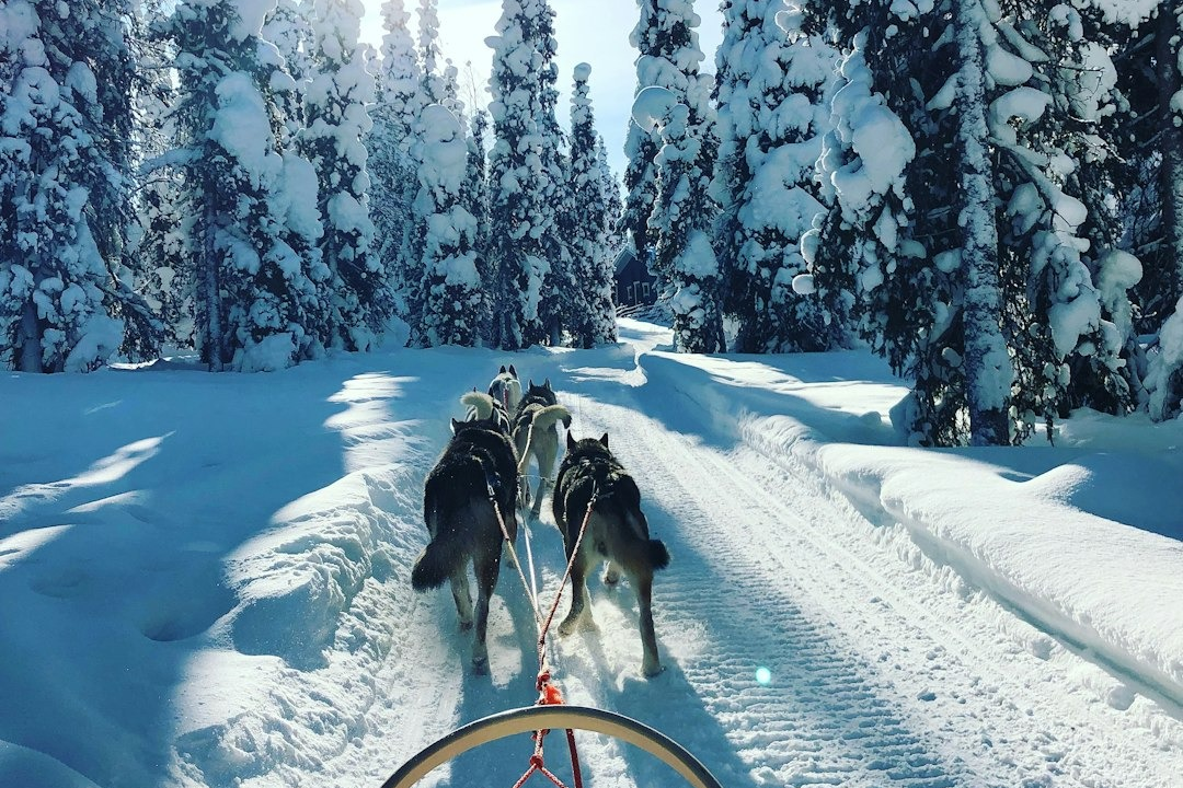 Exploring the Arctic: A Growing Demand for Sustainable Guides